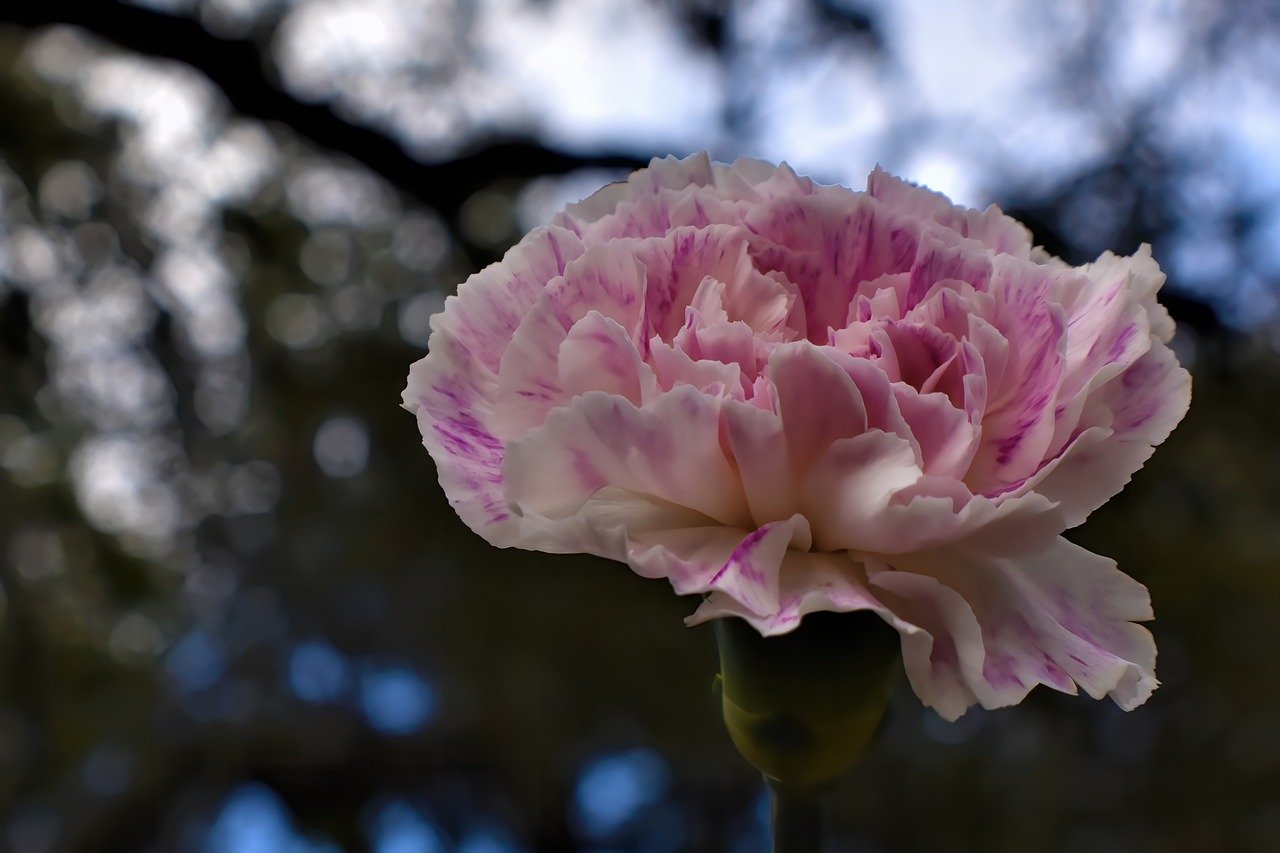 carnation, flower, plant-7542552.jpg