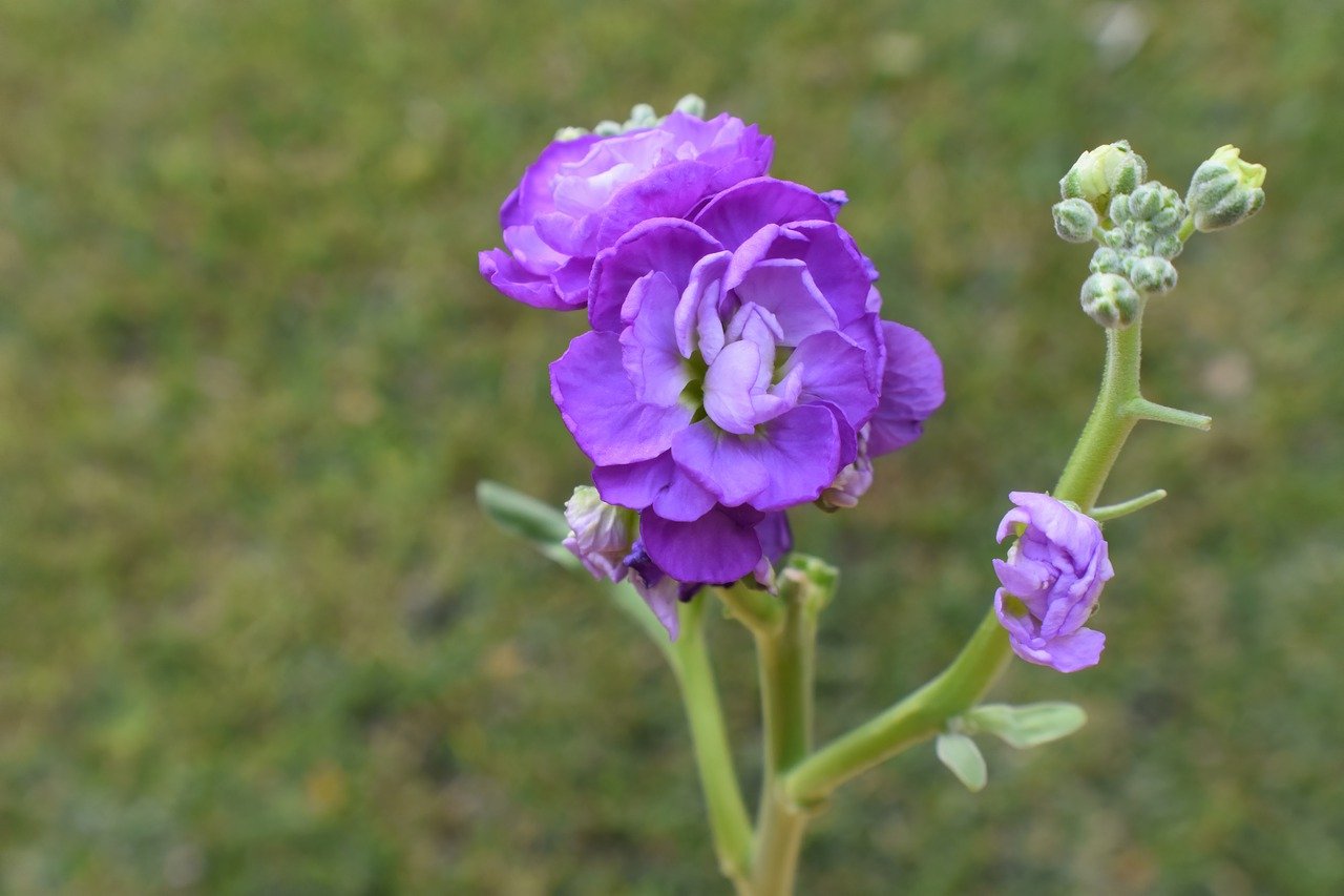 flowers, purple flowers, garden-7545782.jpg