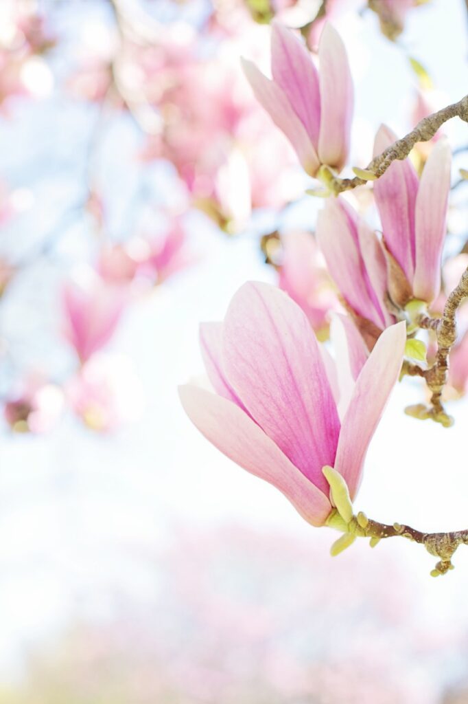 magnolias, flowers, blooms-4186035.jpg