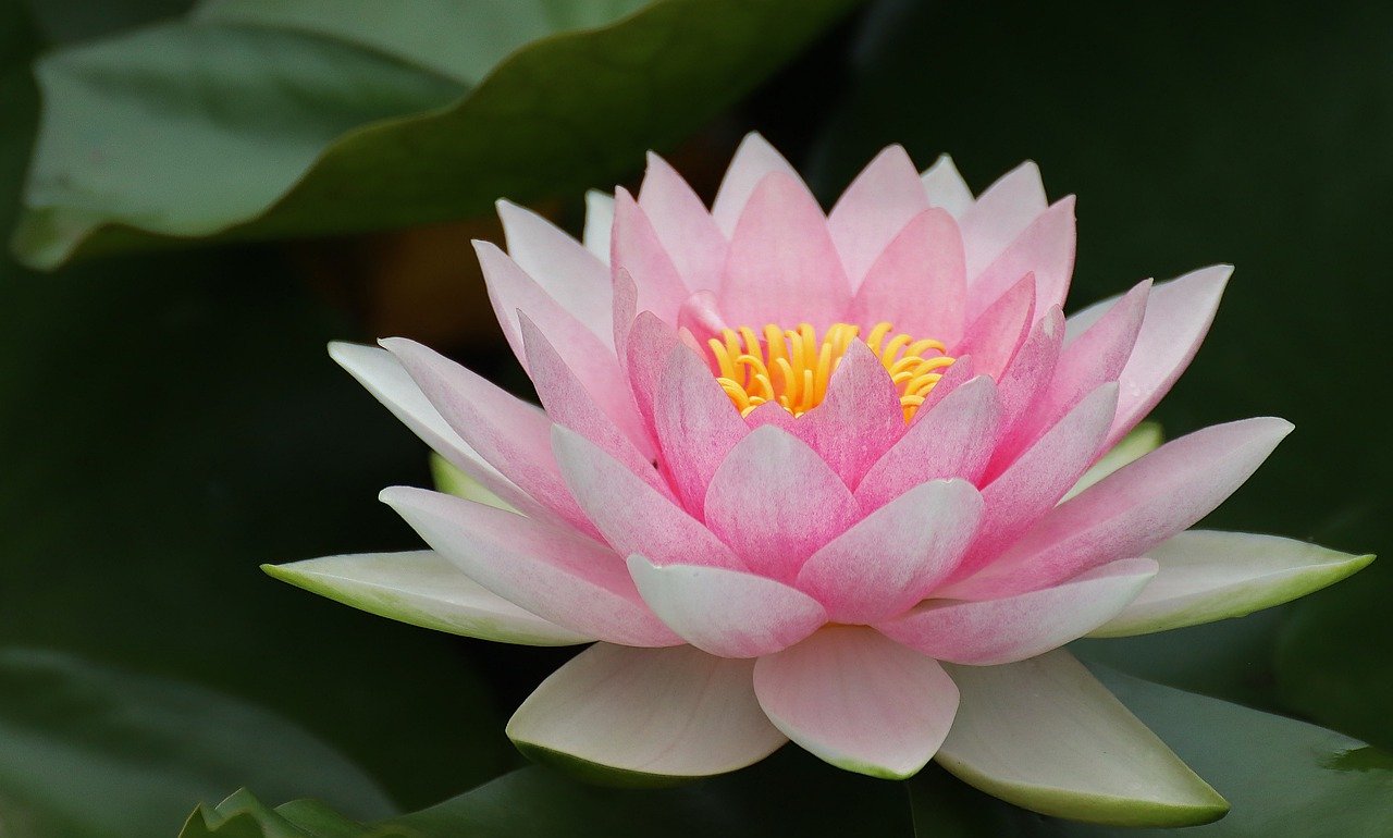 water lily, lotus, pink lotus-7480260.jpg