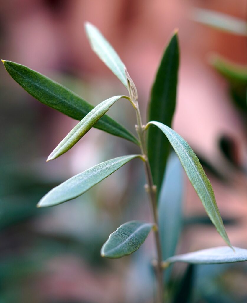 olive, leaves, green-7694831.jpg